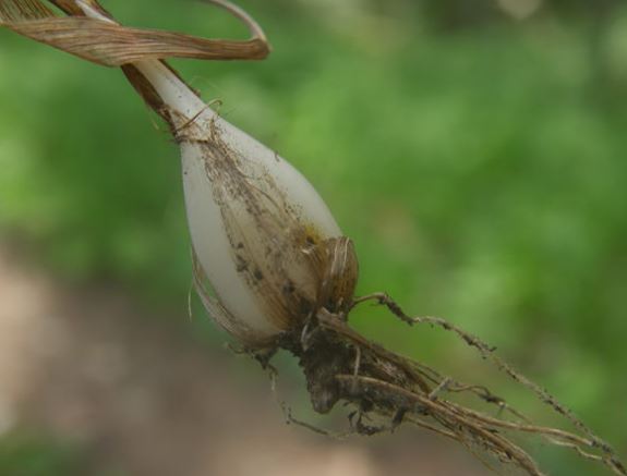 Alaska Oniongrass bulb