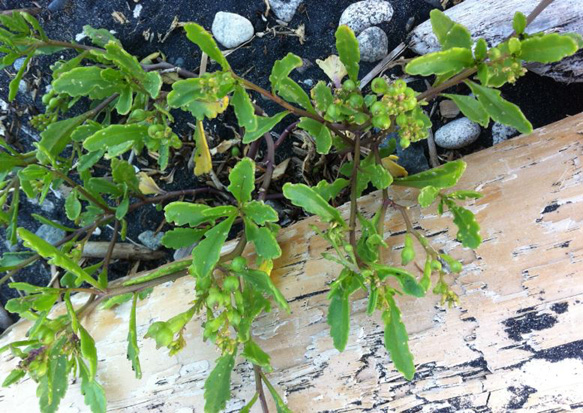 Would you eat those leaves?