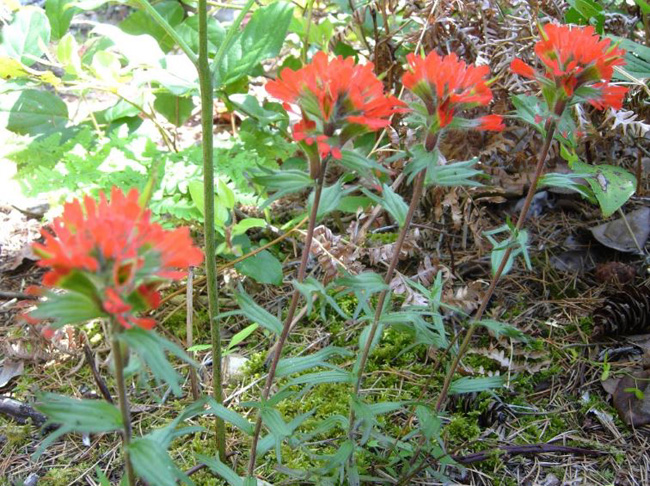 
(Source: Botany BC 2008 Field Trip)
