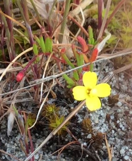 A Contorted-Pod Evening Primrose at the Meadows