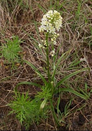 Don't put this in your salad.