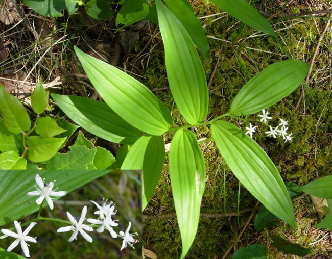 
(Source: Botany BC 2008 Field Trip)
