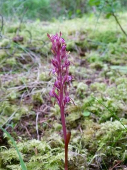 western coralroot 
(Source:  Malaspina Naturalists)

