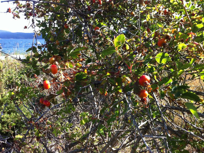 Baldhip rose hips along Malaspina Promenade