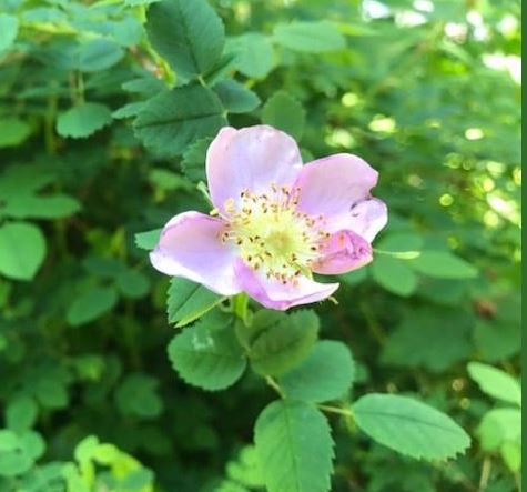 (Photo by Liz Webster)