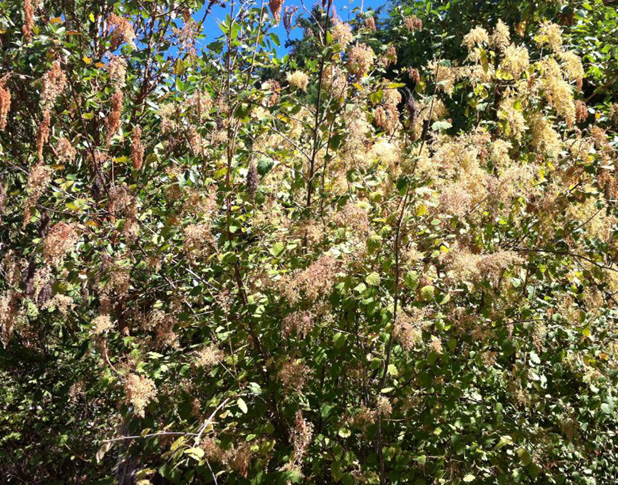 Mace Point Oceanspray profusion