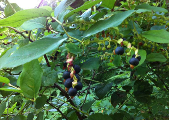 Ripe salal berries