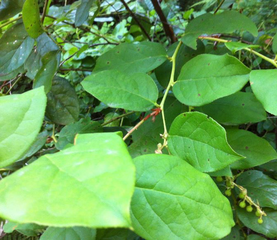 Salal leaves