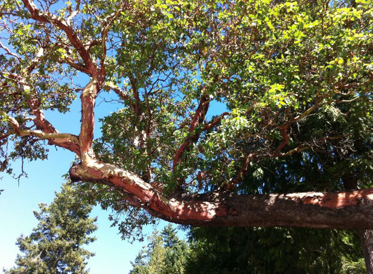 A Malaspina Promenade Arbutus