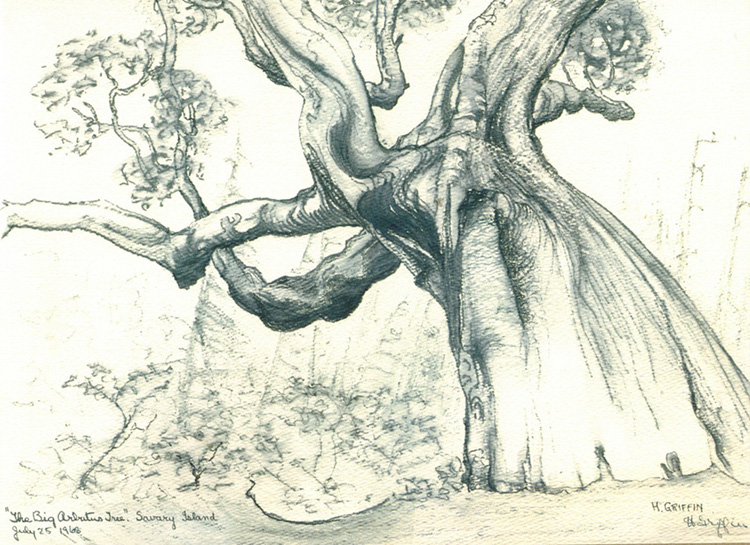 "The Big Arbutus Tree - July 25 1968" by Helen Griffin

(Source: Helen Griffin's Savary Island, 2010)
