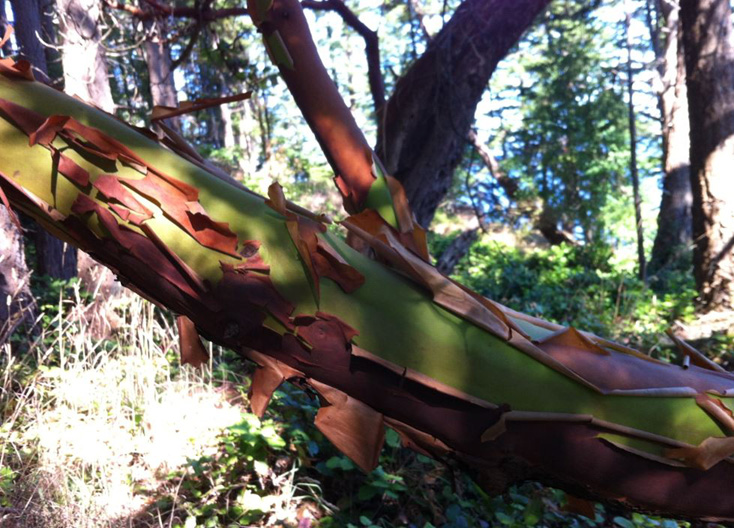 An arbutus shedding its bark
