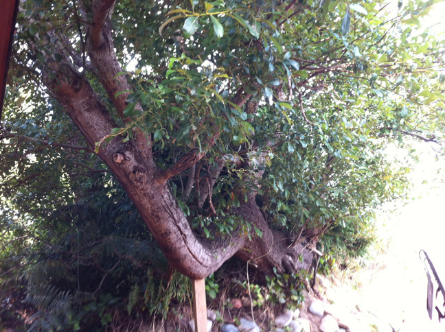 A wind-gnarled black cottonwood growing beside a deck that overlooks South Beach.