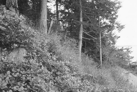 A small stand of Garry Oak at Mace Point