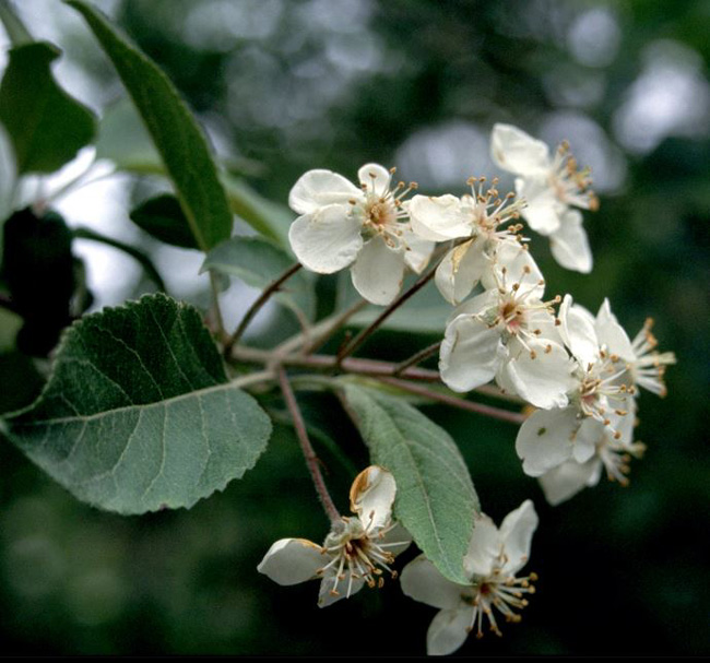 Flowers and leaves
