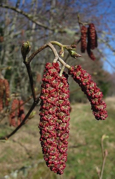 Red Alder catkins: large males in foreground, small females above