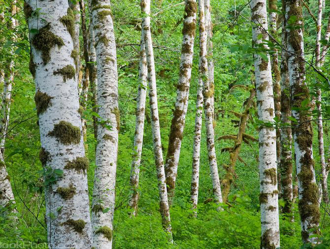 Red Alder forest