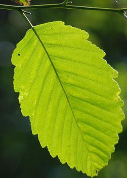 Red Alder leaf