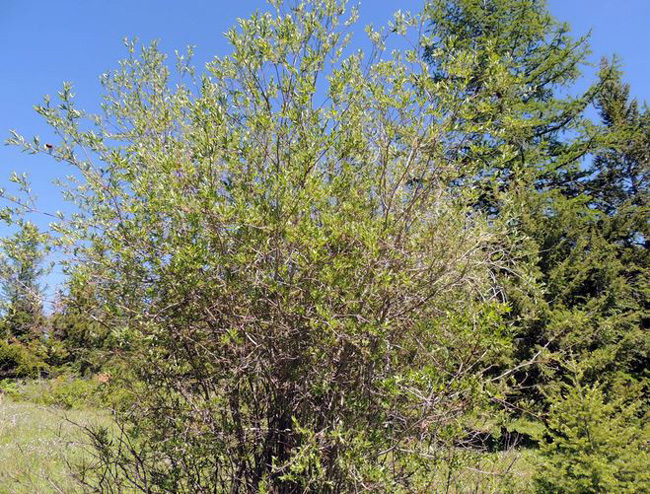 Sitka Willow shrub