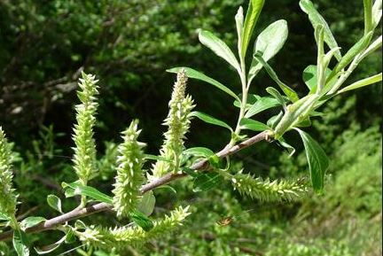 Sitka Willow catkins