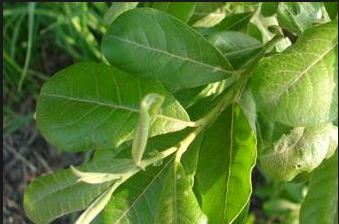The undersides of Sitka Willow leaves are covered with velvety, white hair.