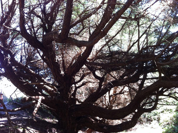 The Spirit Tree looking especially spiritual