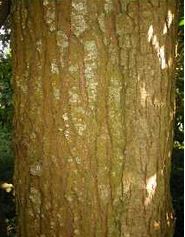 Western Hemlock bark
