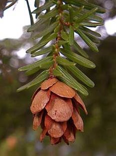Western Hemlock Cone