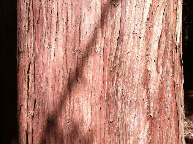 Western Red Cedar bark