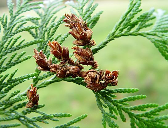 Western Red Cedar cones