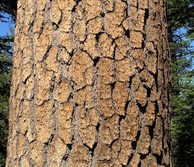 Western White Pine Bark