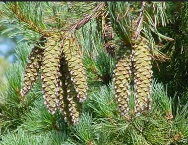 Western White Pine cones