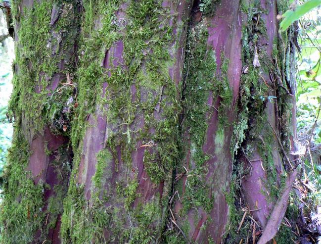 Rose coloured underbark
