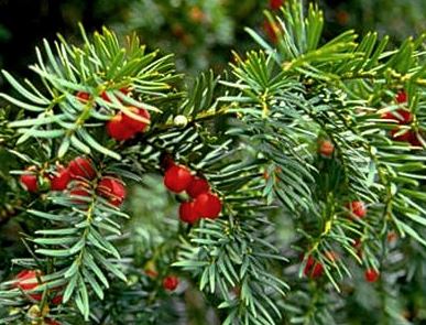 Western Yew berries