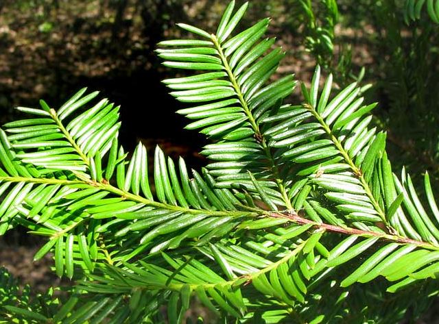 Western Yew needles