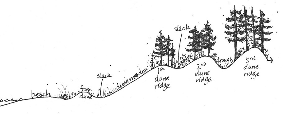 Dune succession sequence 
Source: Dunster, 2000

