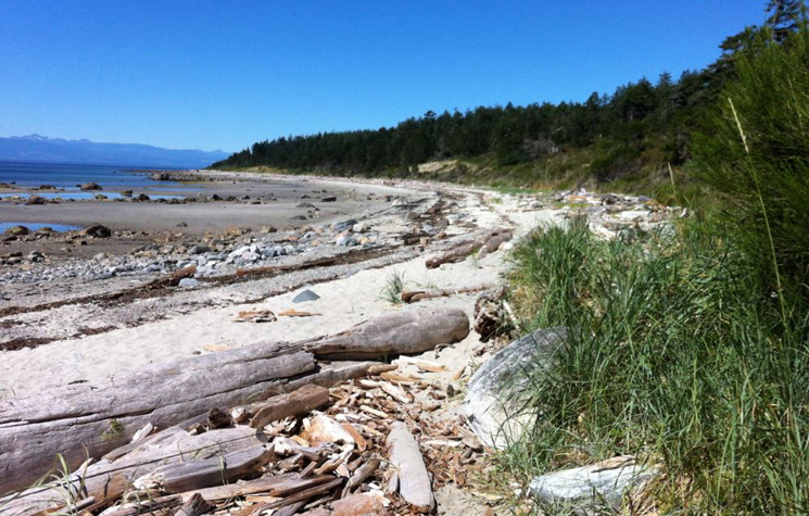 Duck bay at low tide