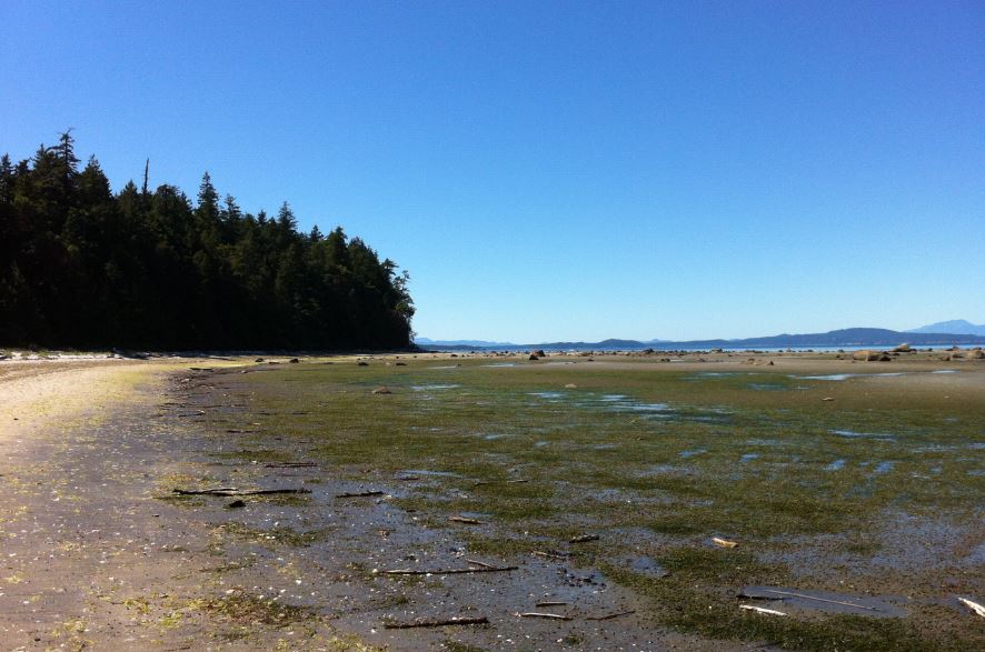 First Point at low tide